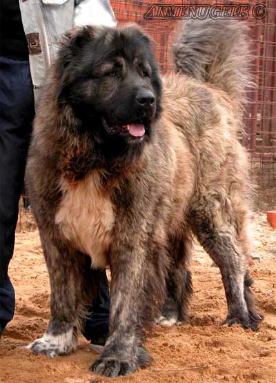 №11, Tornike Giorgadze, 38 лет, Киев №11, Tornike Giorgadze, 38 лет, Киев