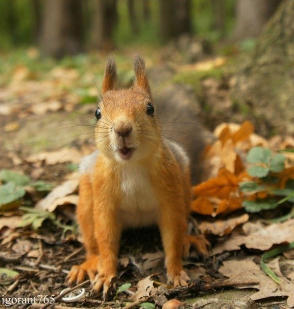 Иришка Решетникова | Пермь