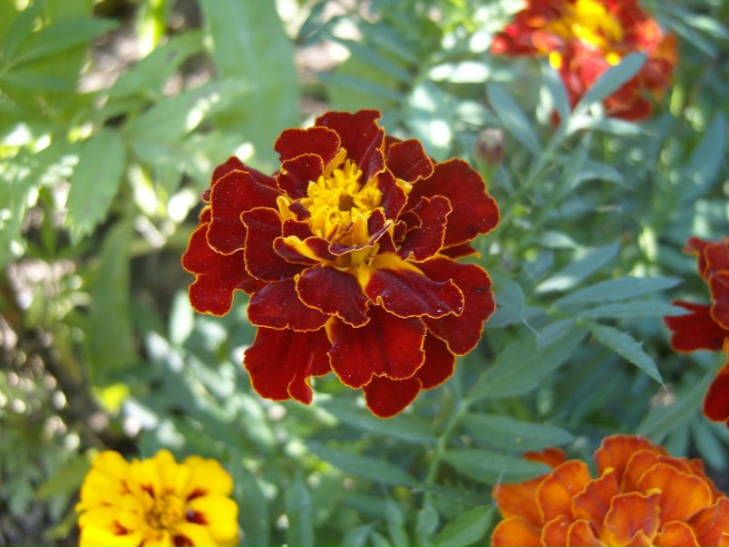 №8, Дмитрий Чистяков №8, Дмитрий Чистяков