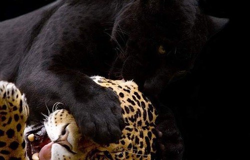 Juliana Тихонова | Санкт-Петербург