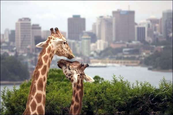 №17, Ирина Гончарова №17, Ирина Гончарова