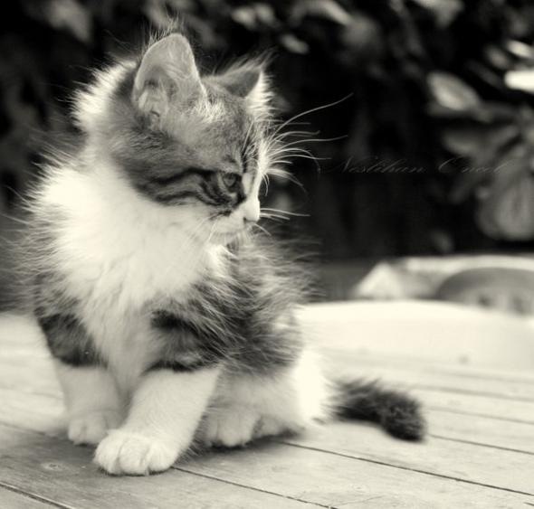 №104, Мария Никитина, 35 лет, Кемерово №104, Мария Никитина, 35 лет, Кемерово