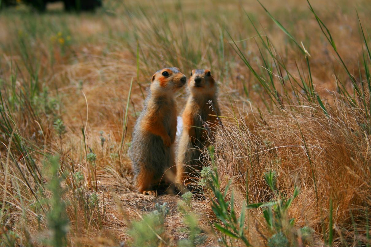 Виктория Сычёва | Салават