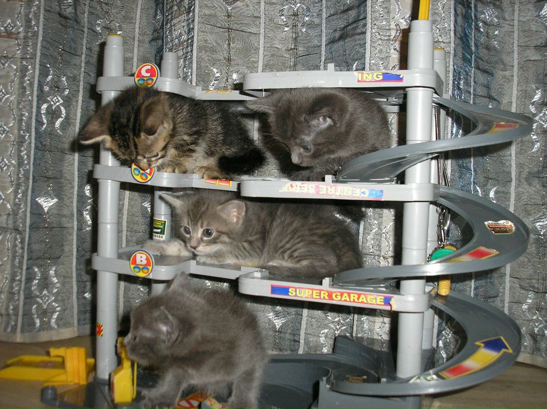 Петр Данилов LANG_NIKOLA | 