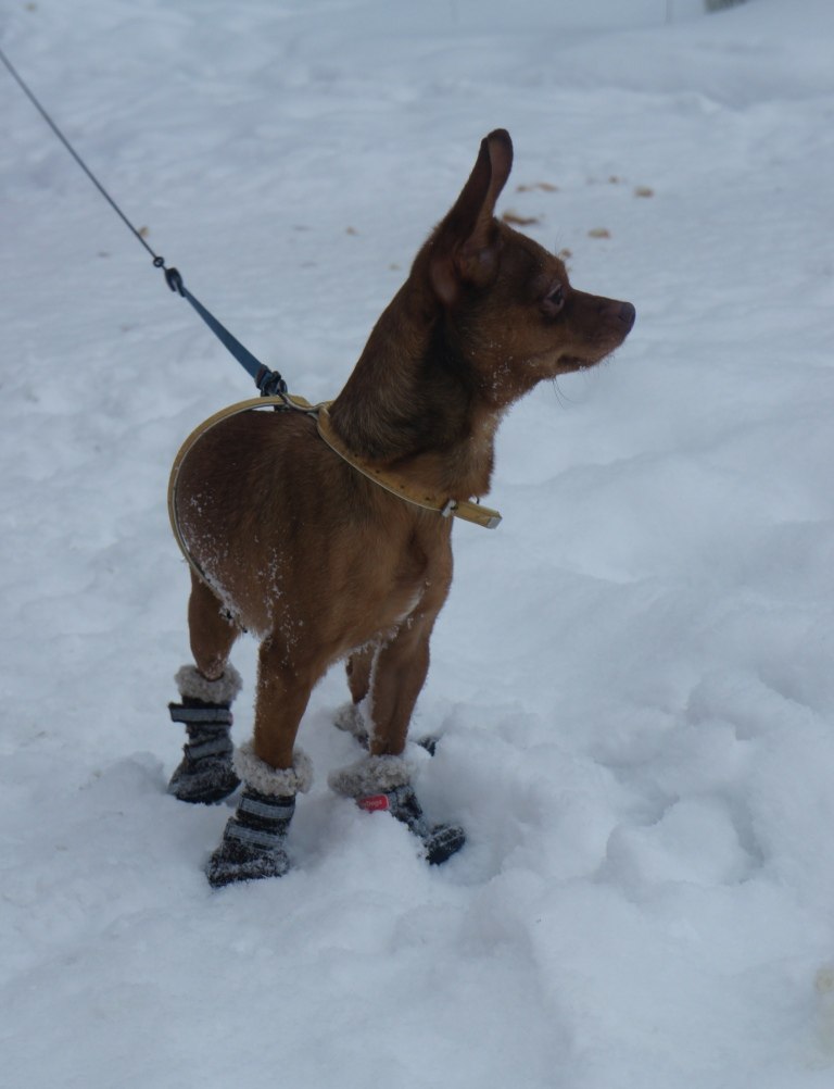 Денис Дерезовский | Сургут