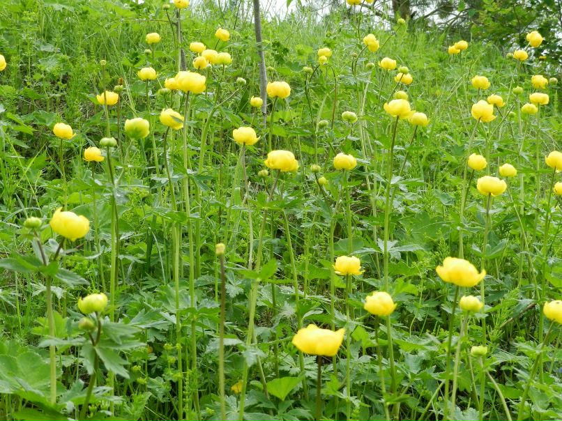 Юра Киркин | Кичменгский Городок