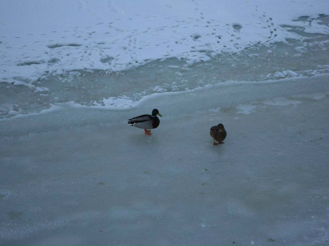 Дарья Муромцева желтая помидорка | 