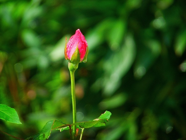 №2, Любовь Наталич, Киев №2, Любовь Наталич, Киев