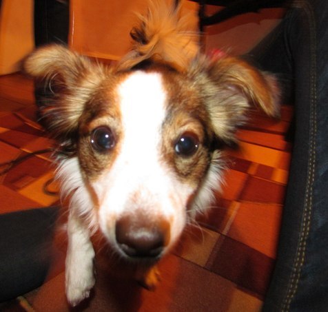 Виолетта Сахарова | Балахна