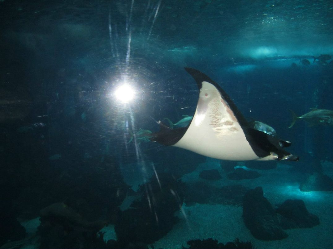 Людмила Стрелова | Санкт-Петербург