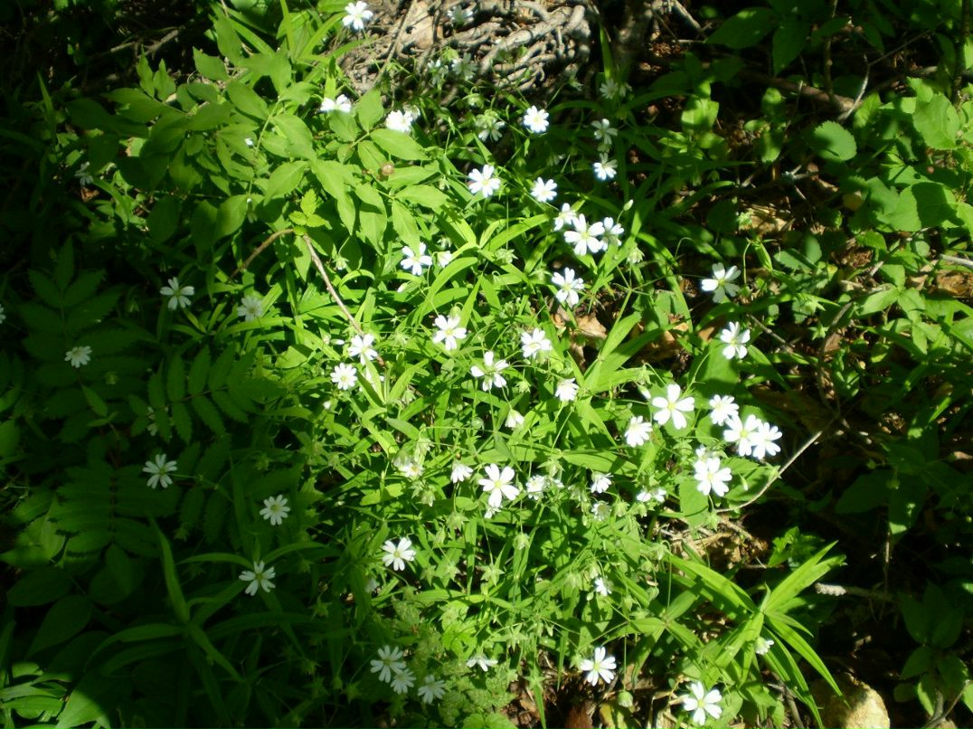 Юлия Григорьева | 