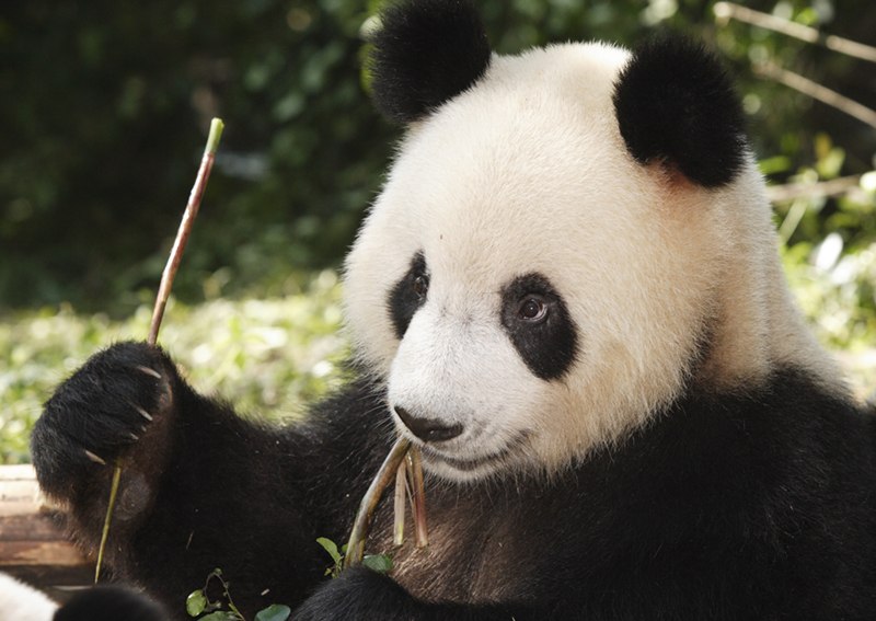 Антон Буй | Минск