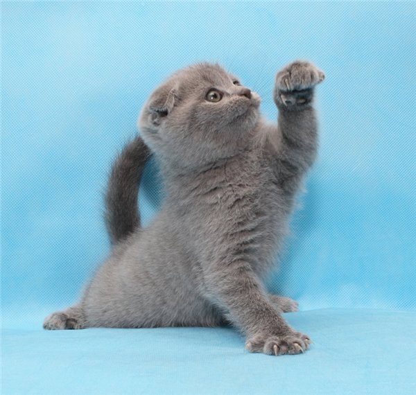 Ксения Пунегова | Сыктывкар