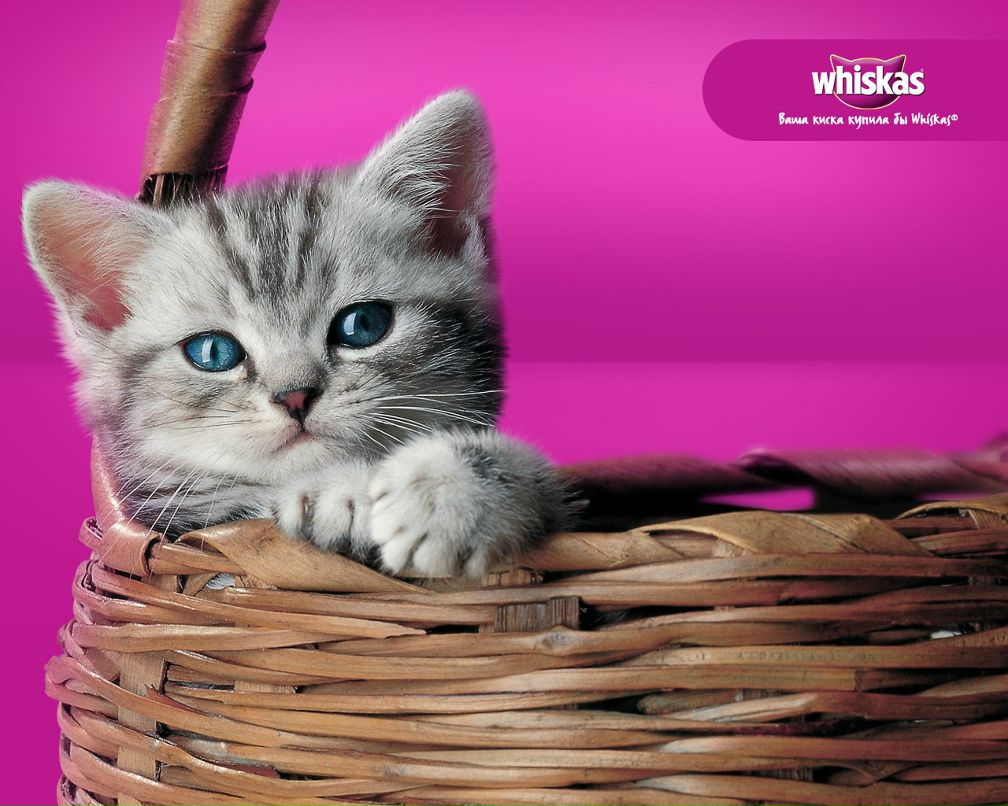 Светлана Жукова | Санкт-Петербург