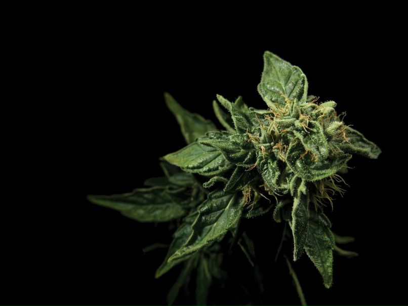 Александр Вошиц Андреич | 