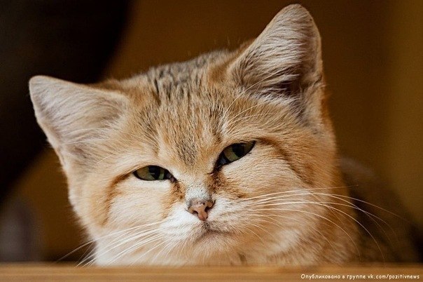 Александр Гаршин ░▒▓█ιllιl®equ1emιllιl░▒▓█ | Самара