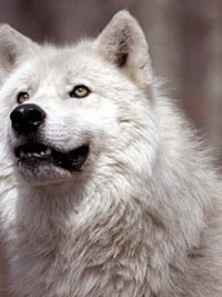 Виктор Минчук | Минск