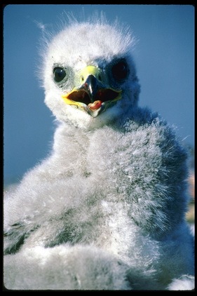 №93, Иван Орлович, Стаханов №93, Иван Орлович, Стаханов