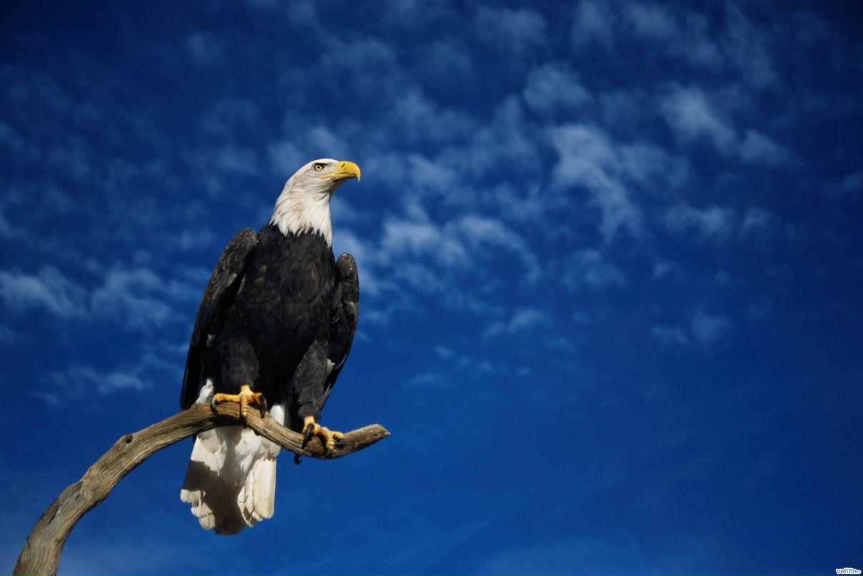 Дима Панасевич | 