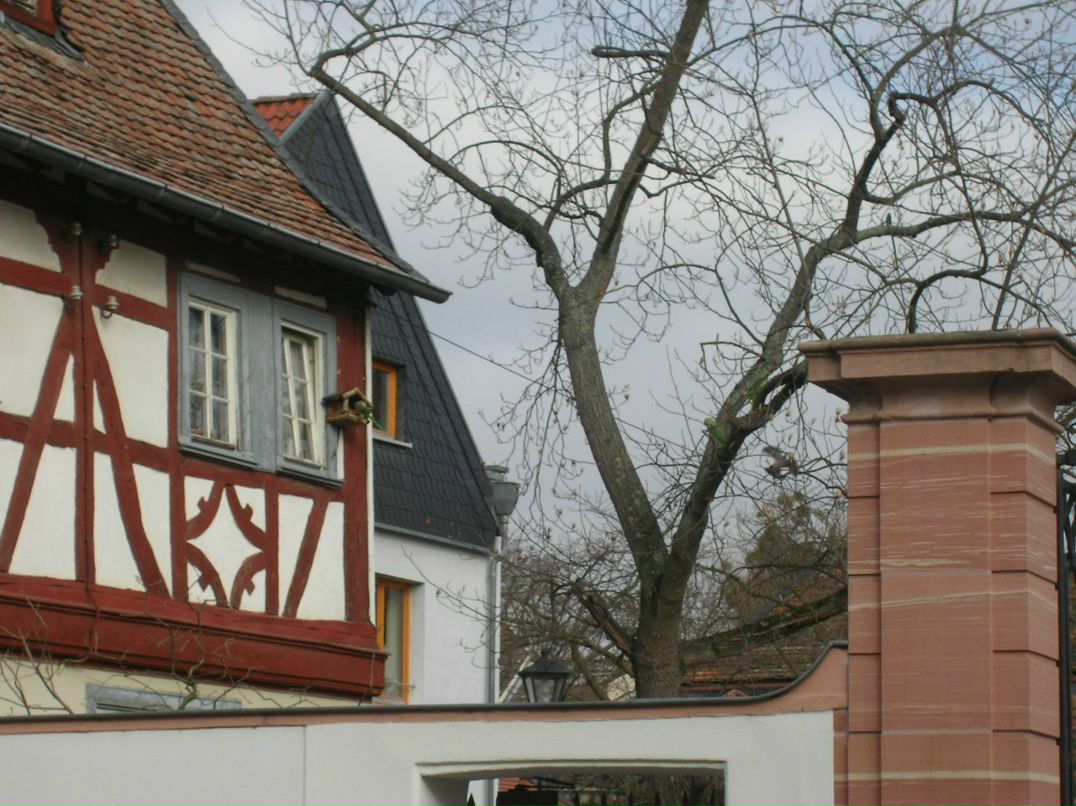 Наталия Лютц | Wiesbaden