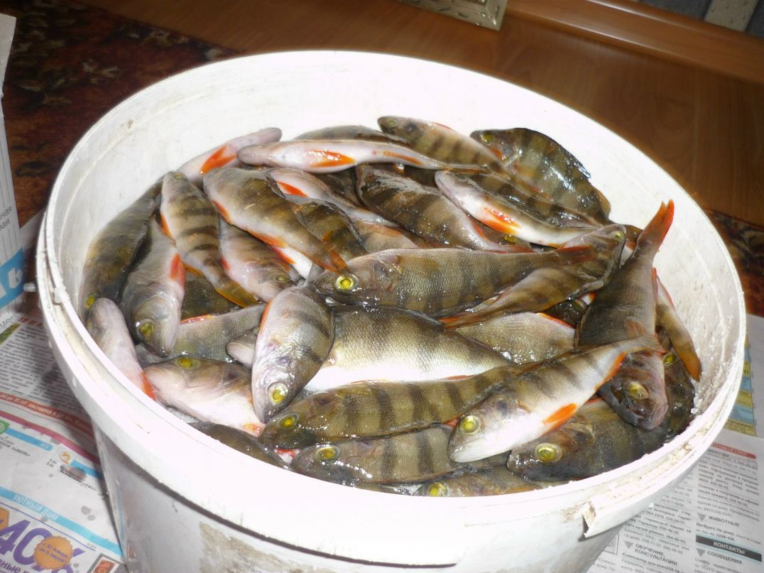 Олег Тимофеев | Воронеж