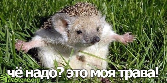 №3, Стас Величко №3, Стас Величко