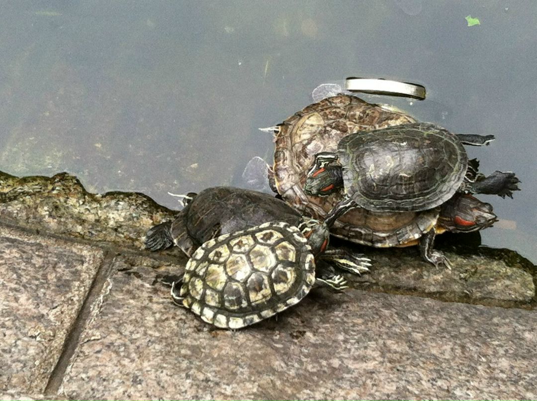 Оксана Драгун | 