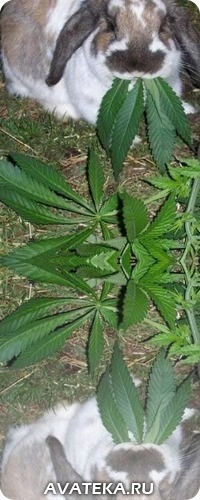 №71, Елена Рудакова, 35 лет, Челябинск №71, Елена Рудакова, 35 лет, Челябинск