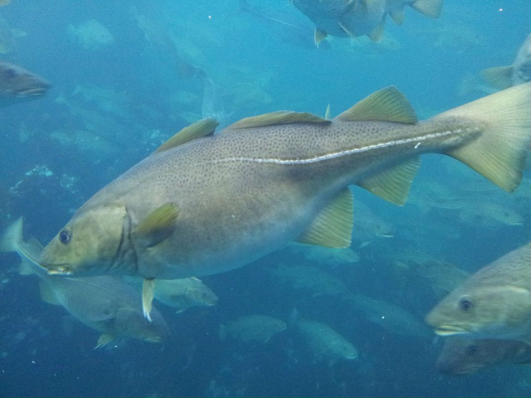 Ирина Дежан | Санкт-Петербург