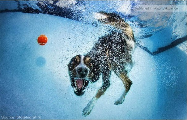 Полина Богатова | Los Angeles