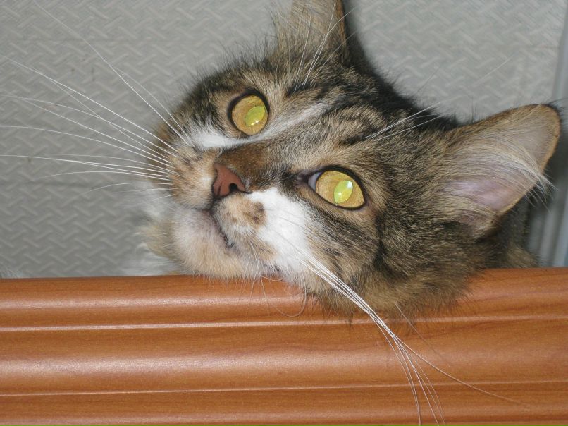 Илья Шастуш | Запорожье