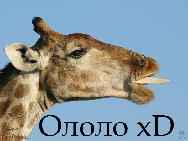 Вита Савельева | 