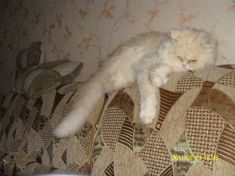 Настюшка Золотаренко | Светловодск