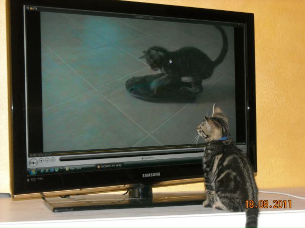 №17, Ольга Солонинка, Bozzolo №17, Ольга Солонинка, Bozzolo