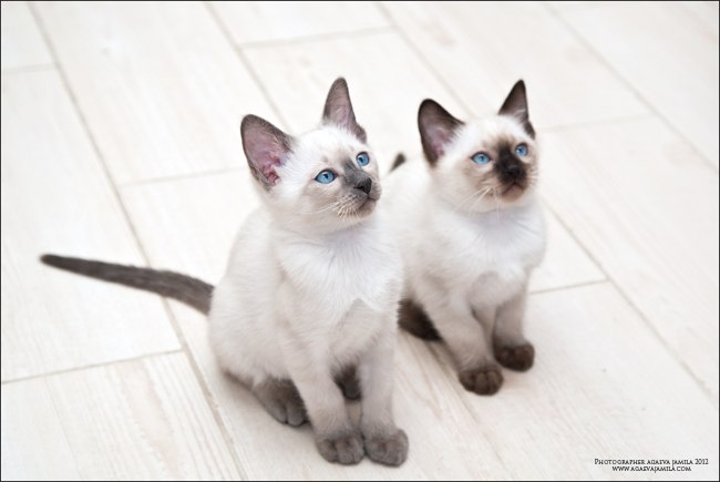 Вера Черняк strela | Москва