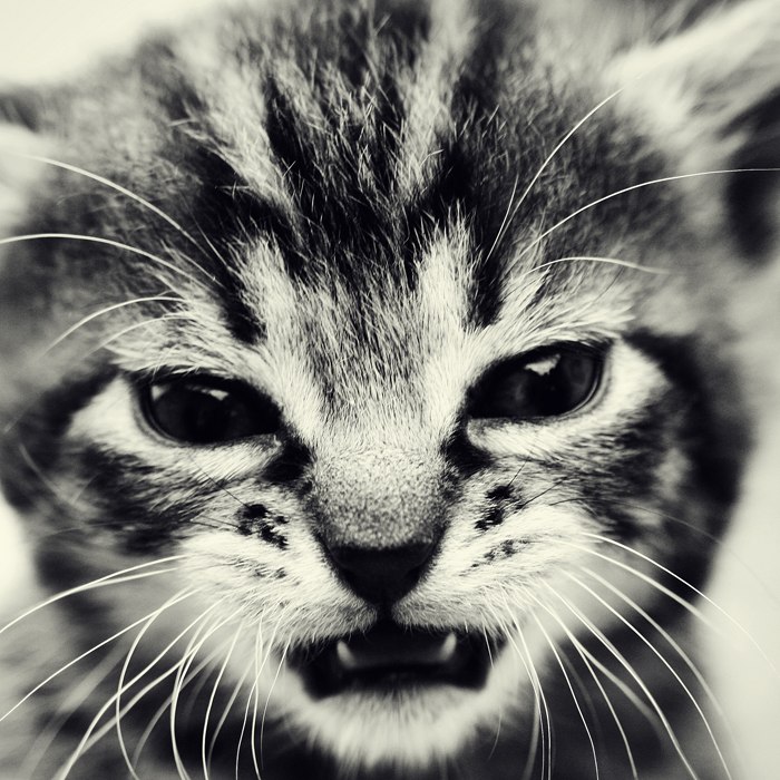 Константин Хамутин | Екатеринбург