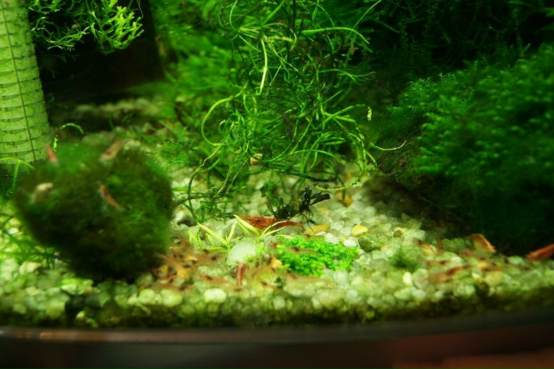 Екатерина Крупко | Воронеж