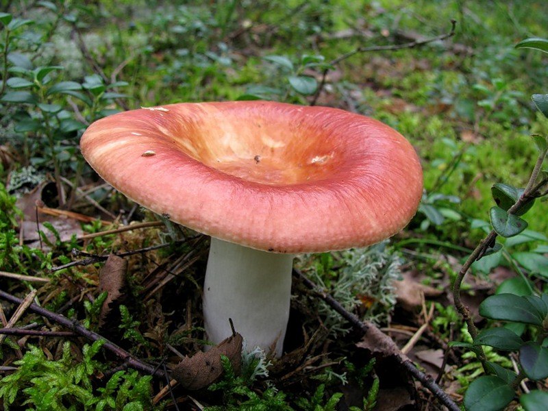 Вадим Ветров myshkin | Москва