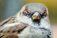 №20, Алексей Колосов, Санкт-Петербург, Россия