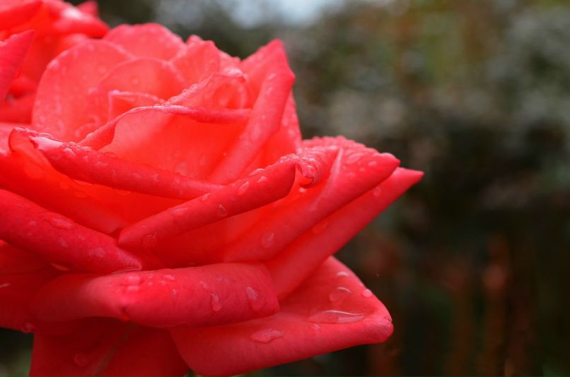 Дарья Власенко | Киев