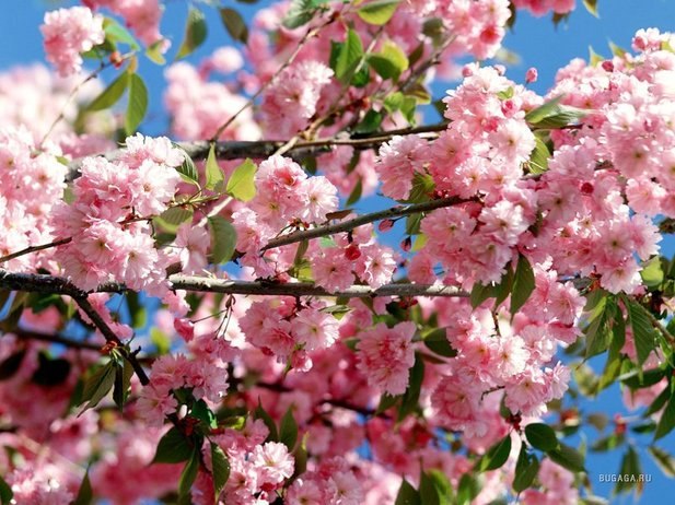 Ирина Лебедева | Санкт-Петербург