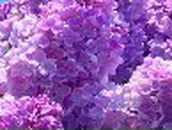 Юлия Кравцова | 