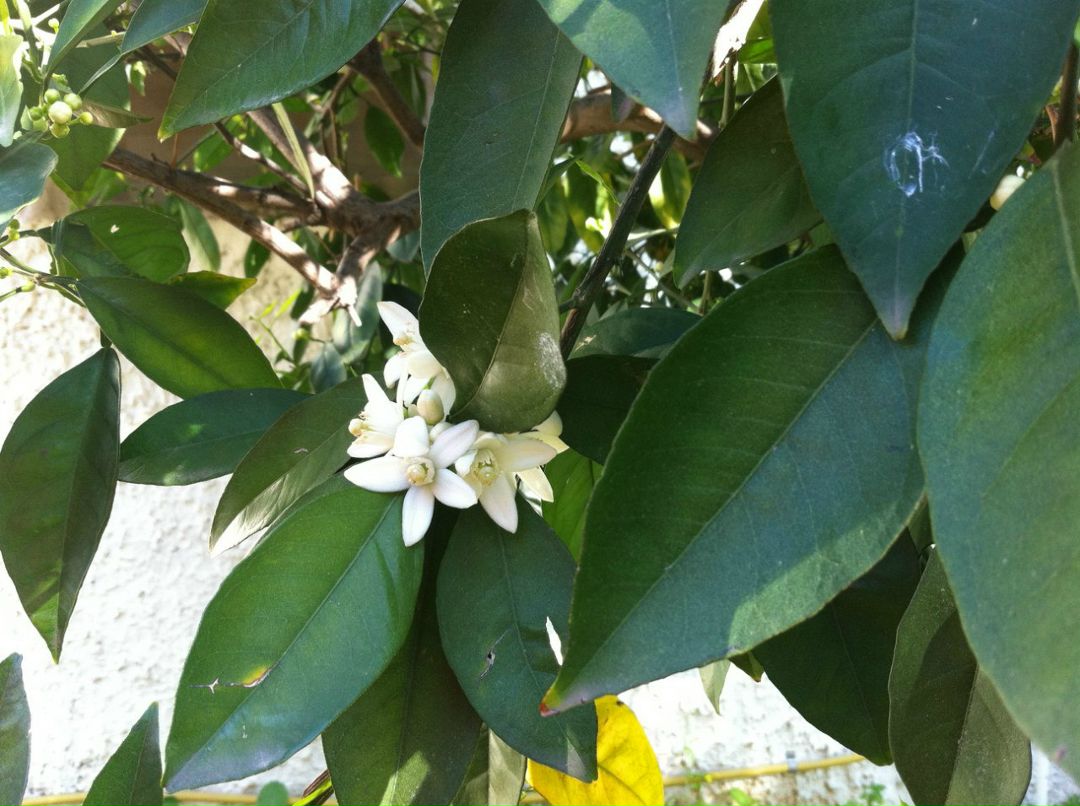 Анна Фактор | Ришон ЛеЦион