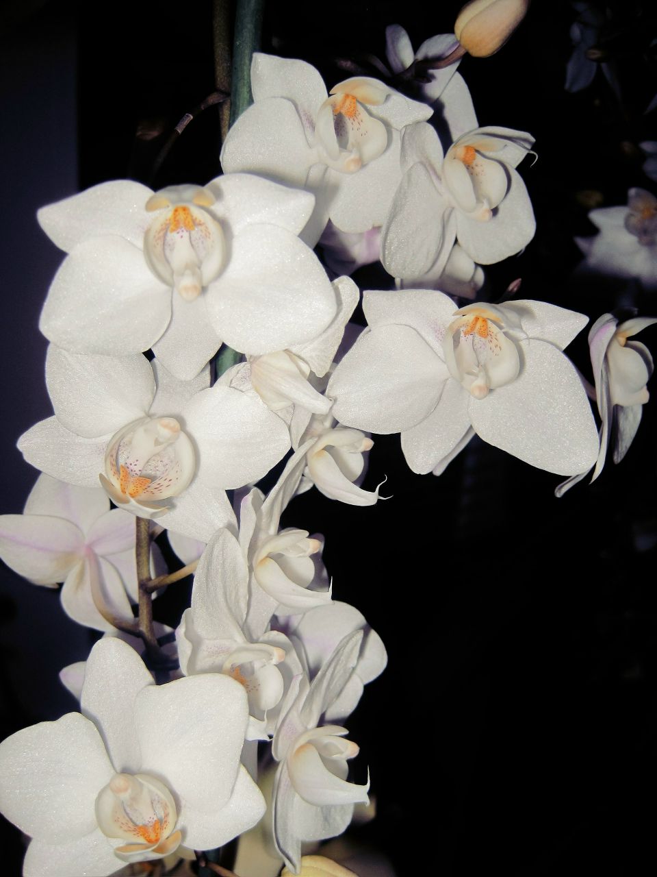 Надежда Машанло (Ферингер-Филякина) | Самара