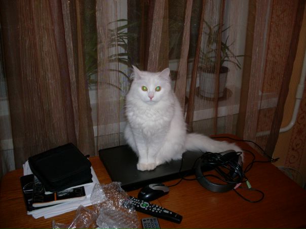 №9, Евгений Павлов, 38 лет, Щелково №9, Евгений Павлов, 38 лет, Щелково