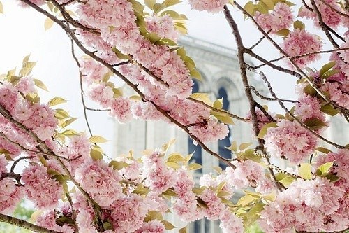 Эльмира Асанова | Белогорск