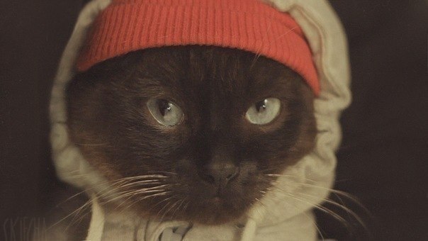 Дмитрий Новиков | Москва