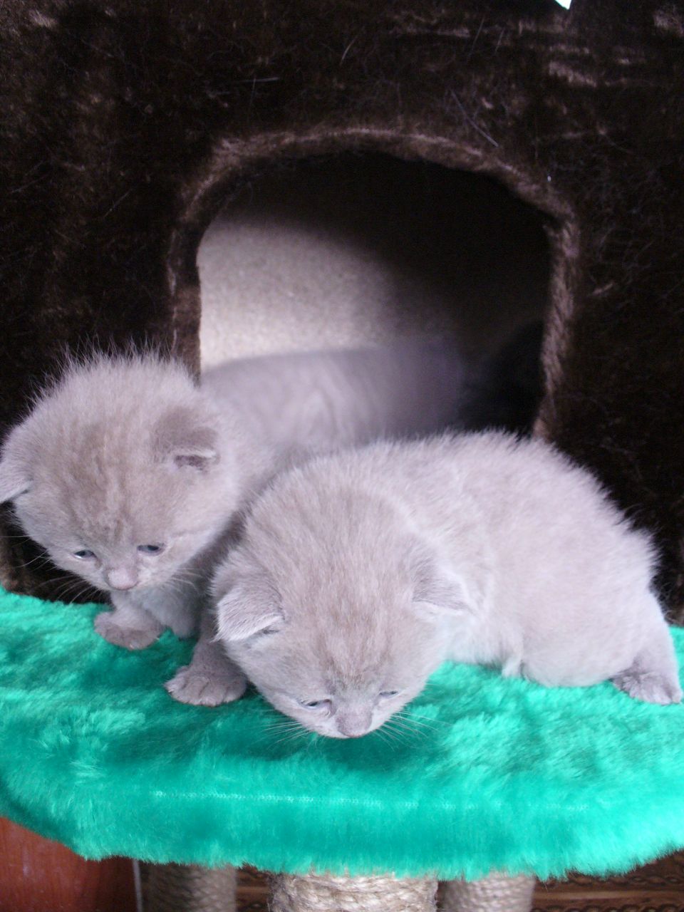 Эйлин Принц КакаяПрелесть | Санкт-Петербург