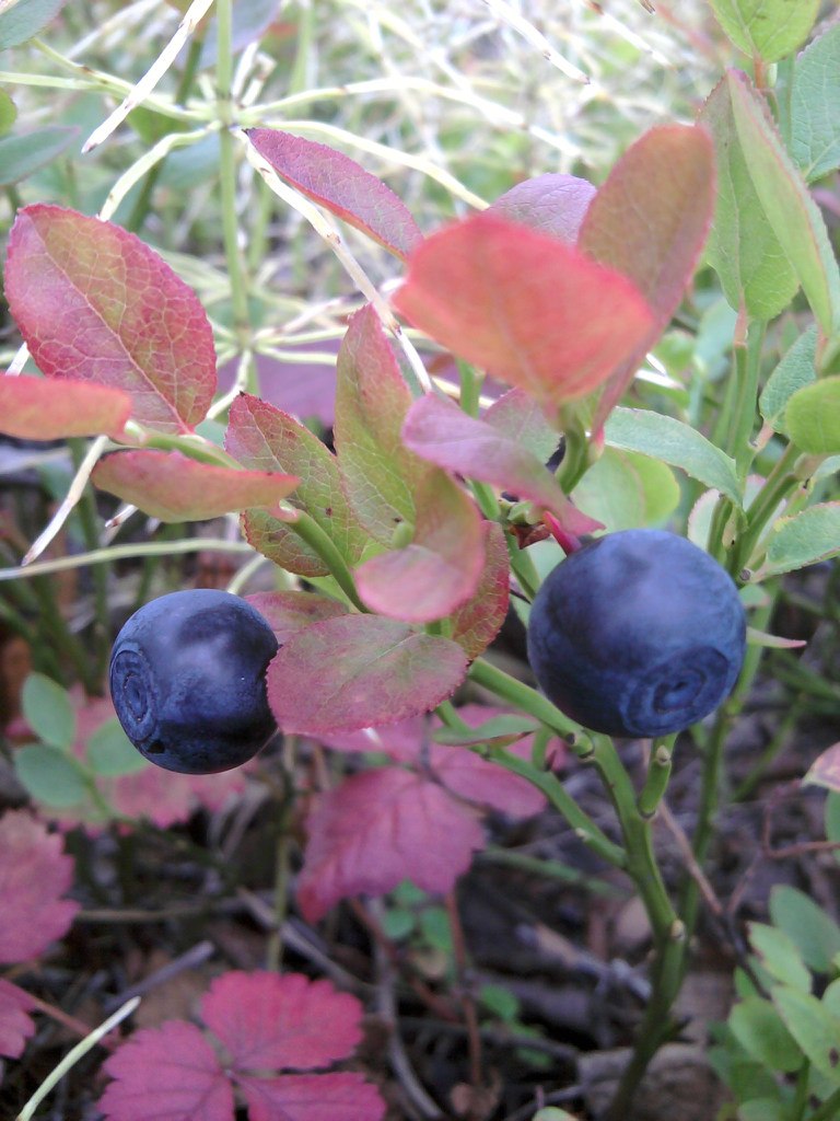 Наталья Киселёва | Томск