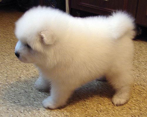 Елена Макарова | 